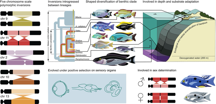 Graphical representation of the abstract including lake diagram, phylogenetic tree and chromosome introversion dynamics. Abstract is the best alt text for this diagram (indeed the diagram is a kind of alt text for the text)