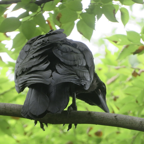ハシボソガラスの幼鳥