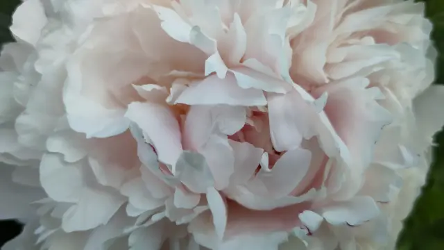 Peony in my garden