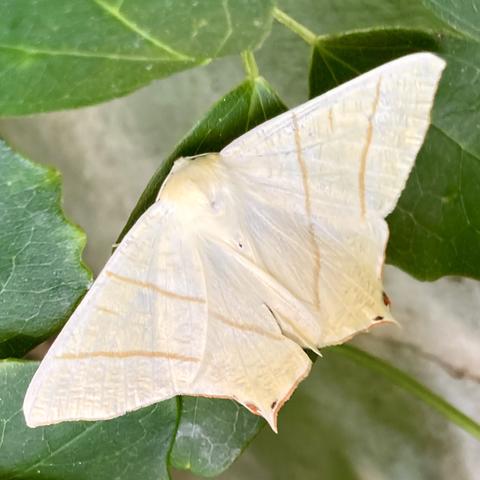 A large 5cm moth on a leaf.  It sits flat like a butterfly and looks translucent and delicate. It has large pale yellow wings with two pale orange vertical stripes which angle in like a V. The bottom wing tips are pointed with two blood red dots which very much resemble a bird face and beak.