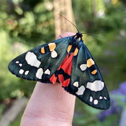 A medium sized 4cm moth on a finger.  It is very ostentatious looking.  It is triangular and it wings resemble a cape.  It is largely jet black with a number of small and large splodges, some creamy orange near the top and some creamy white towards the bottom. Its forewings are slightly open revealing a bright scarlet underwing with a black splodge on it.