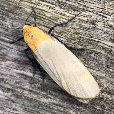 A 2cm narrow toggle or shuttle-shaped moth on wood. It has a bright orange head which then morphs into a light grey wings.  It has black spidery legs, two pin-eyes on either side of its tiny head and two antennae pointing left and right.