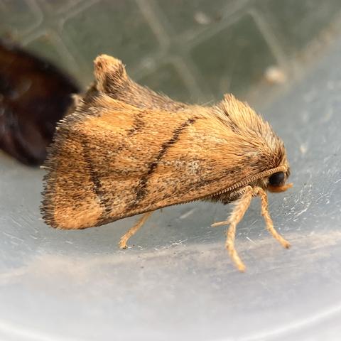 Side on shot of a small but chunky bullet-shaped 1cm moth on the side of plastic pot. It faces right. It is golden gingery orange with two dark brown stripes that angle towards each other. Its gingery orange abdomen curls up between its wings and pokes out the top