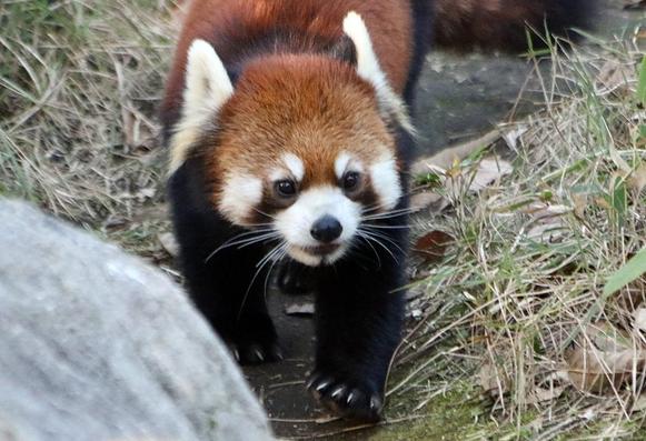 A picture of a Red Panda.