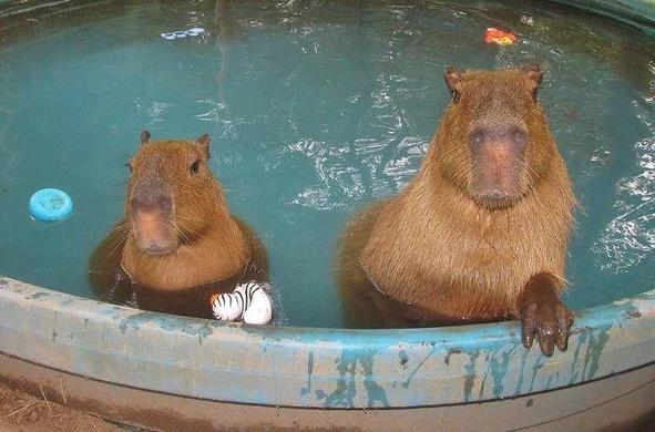 Imagen de un capibara