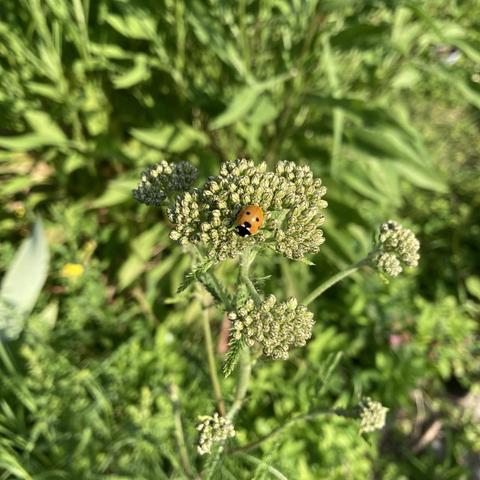 Auf den Knospen der Blüte einer Schafgarbe sitzt ein Marienkäfer. Im Hintergrund das Grün anderer Pflanzen.