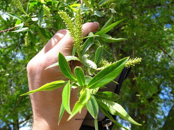 blad-leaf-blatt-feuille-hoja