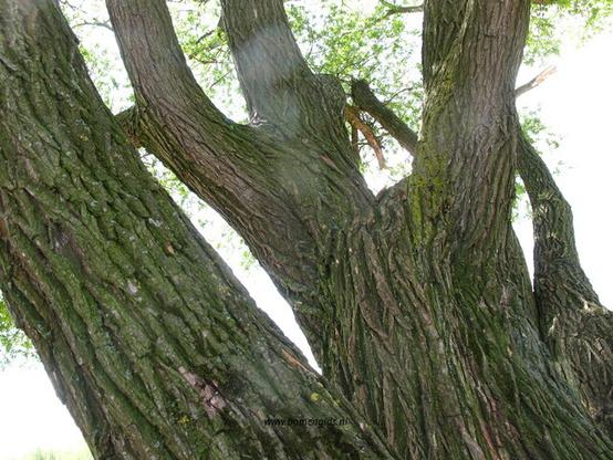 bast-bark-rinde-ecorse-corteza