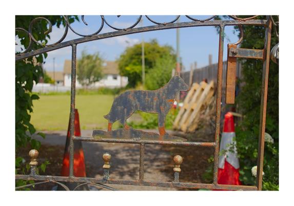 The photo features a close-up of an ornate iron gate, slightly ajar, with a central cut-out silhouette of a dog—likely a German Shepherd—standing on a raised base. The metal is aged, with black paint flaking off and rust peeking through, especially on the dog’s legs and surrounding bars. In the background, slightly blurred, is a green lawn, red-and-white traffic cones, leaning wooden pallets, and suburban houses under a sunny blue sky. The open angle of the gate adds a casual, lived-in feeling, evoking rural charm and a touch of nostalgia. Shadows and soft light enhance the texture of the rusted metal.