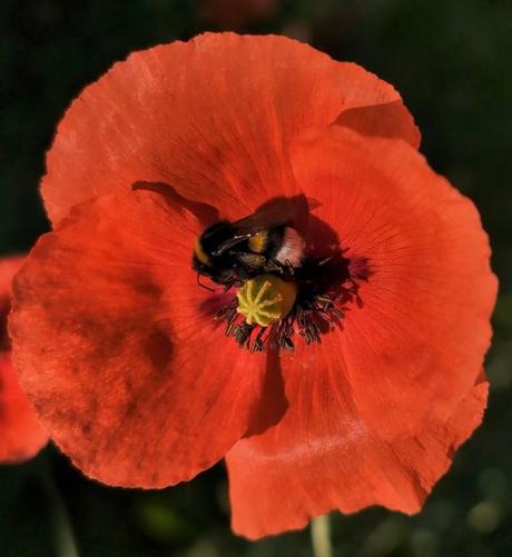 einhellrote Mohnblüte von oben, voll geöffnet mit vier großen runden Blütenblättern, mit einen kräftig gelben Stempel in der Mitte, der oben gerippt ist, so dass es aussieht, als würde ein Seestern oben drauf liegen. Rundherum die dunkelbraunen Staubbfäden.
Oberhalb des Stempels ist eine Hummel mit einem weiß, schwarz, gelb gestreiften Hinterleib und sammelt fleißig ein, was es hier zu holen gibt.