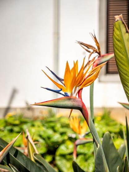 A very colourful flower looking like a bird with a colourful top hat in front of a white building