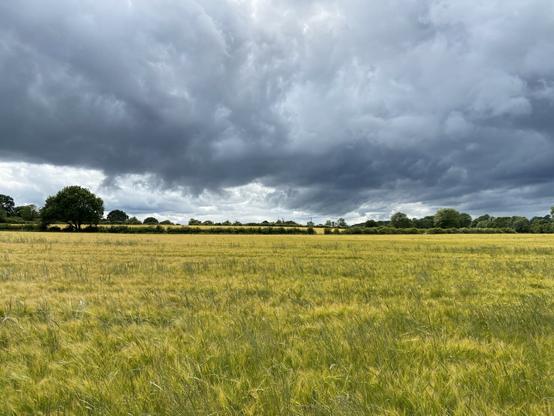 a Wheatfield in the sunshine with dark clouds in the background