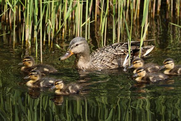 Stockentenmutter schwimmt mit fünf Küken im Wasser zwischen Schilfgras. Die kleinen Entchen sind gelb-braun gestreift und folgen ihrer Mutter dicht. Die Szene spiegelt sich im ruhigen Gewässer wider.
