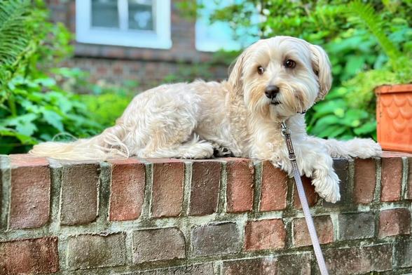 Ein kleiner, weißer Hund liegt auf einer Backsteinmauer, umgeben von Grün und guckt sehnsüchtig zur Seite.

A light-colored dog is lounging on a brick wall, surrounded by greenery. The dog has a leash attached and gazes curiously to the side.