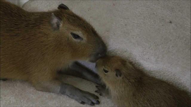 Imagen de un capibara
