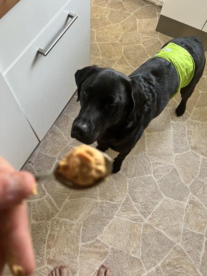 A black dog stands on a tiled kitchen floor, looking intently at a pill wrapped in a spoonful of peanut butter being held in the foreground.