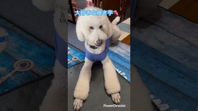 スタンダードプードル2歳🐩ワクチン接種の副作用かな？ #スタンダードプードル #大型犬のいる生活 #ワクチン接種 #副作用