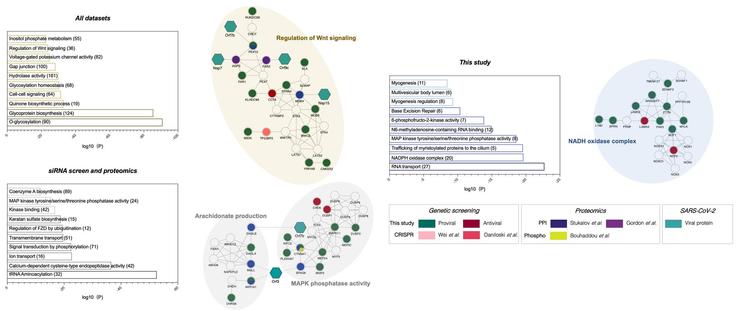 Network integration reveals relevant networks implicated in SARS-CoV-2 replication. The network containing the identified proviral (green) and antiviral (red) human host factors was integrated with host factors reported to be relevant for SARS-CoV-2 infection. These include genetic CRISPR screen hits (dark pink), protein–protein interaction hits (blue, purple), as well as hits from a phosphoproteomics study (yellow). The network was subjected to supervised community detection, and then clustered based on identification by all datasets (top left), this screen and proteomics data but not CRISPR screens (bottom left), or exclusively by this screen (right). The top 10 GO categories with the lowest p-values are shown. Continuous black edges indicate interactions from STRING database, discontinued edges indicate virus-host interactions. Turquoise nodes indicate SARS-CoV-2 proteins. White denotes proteins in network (based on STRING) but not identified in any of the OMICs studies. Asterisk indicates highlighted clusters.