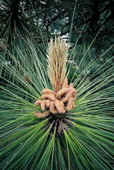 A close-up, top-down view of a developing pine cone amidst long, radiating green pine needles. The new cone is a cluster of reddish-brown, textured nubs at the base, tapering upwards into a lighter, spiky crown, all surrounded by the sharp, green foliage of the pine tree.