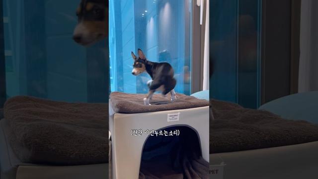퇴근을 빨리해야하는 이유 #basenji #바센지 #강아지 #басенджи #バセンジー #dog
