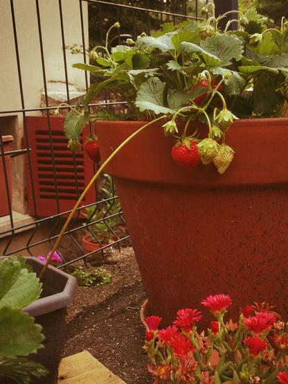 Une photographie de pots sur une terrasse. Le plus gros pot, en terre cuite, contient plusieurs pieds de fraisiers, et quelques fraises pendouillent gentiment. On en voit trois qui sont presque mûrs et quelques-unes encore un peu vertes.