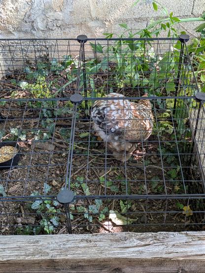 Une poule marron dans une cage noire