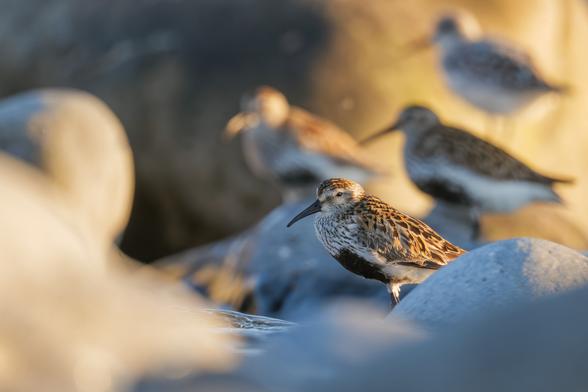 Ein kleine Gruppe (vier Vögel) Alpenstrandläufer am Abend an einem Strand mit großen Steinen im Sonnenuntergangslicht. Die Farbstimmung ist eine Mischung aus warmen besonnten Stellen und kühlen schattigen Stellen. Bis auf den vordersten Alpenstrandläufer verschwindet der Rest in der Unschärfe.