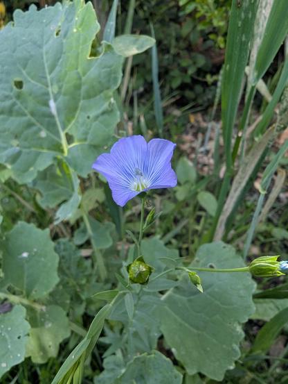 A blue flax plant growing in an English back garden photographed against an out of focus wall of greenery. The centre of the frame is taken up by a single, five-petalled flower. It's a striking shade of blue. Below it, three more buds in various stages of development can be seen.