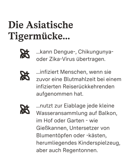 Asiatische Tigermücke und ihre Eigenheiten.