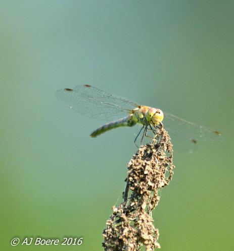 Dragonflies (suborder Anisoptera) are heavy-bodied, strong-flying insects that hold their wings horizontally both in flight and at rest. By contrast, damselflies (suborder Zygoptera) have slender bodies and fly more weakly; most species fold their wings over the abdomen when stationary, and the eyes are well separated on the sides of the head

An adult dragonfly has three distinct segments, the head, thorax, and abdomen, as in all insects. It has a chitinous exoskeleton of hard plates held together with flexible membranes. The head is large with very short antennae. It is dominated by the two compound eyes, which cover most of its surface. The compound eyes are made up of ommatidia, the numbers being greater in the larger species. Aeshna interrupta has 22650 ommatidia of two varying sizes, 4500 being large. The facets facing downward tend to be smaller. Petalura gigantea has 23890 ommatidia of just one size. These facets provide complete vision in the frontal hemisphere of the dragonfly.[29] The compound eyes meet at the top of the head (except in the Petaluridae and Gomphidae, as also in the genus Epiophlebia). Also, they have three simple eyes or ocelli