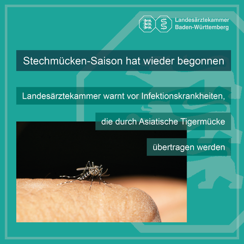 Foto einer Asiatischen Tigermücke
