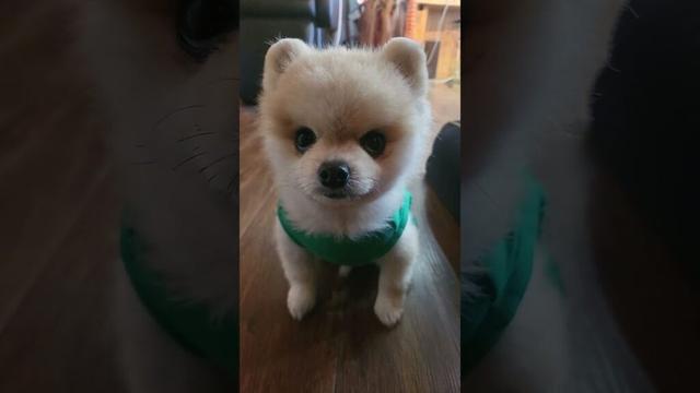 #マメすけ⁡#ガン見する犬⁡⁡#メンチ切る犬⁡#ポメラニアン⁡#pomeranian⁡⁡#dog⁡⁡#dogstagram⁡#petstagram⁡⁡⁡#멍멍이#멍스타그램#강아지#강아지스타그램
