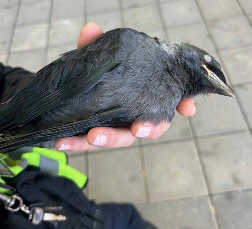 Ein Mensch hält eine gerettete Jungdohle in der Hand.