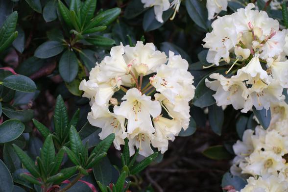 Pale yellow rhododendron flowers.