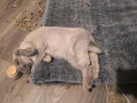 A small, light grey rabbit. She's flopped over on her side, half off a cushion. Her fluffy tail is sticking out