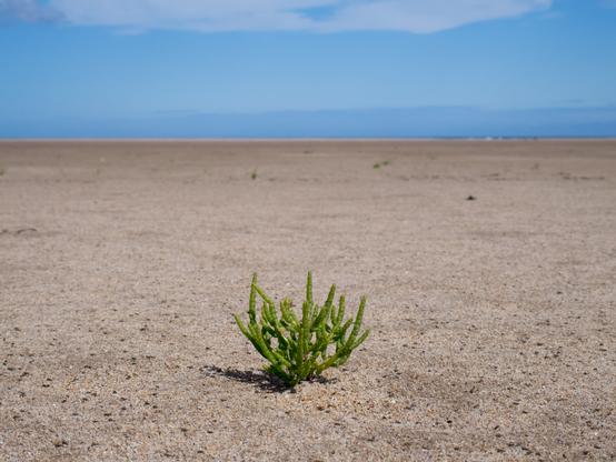 A single plant of Saltwort/Samphire in the foreground with a vast empty, flat beach going off into the disance and the sea. It's a lovely sunny day and the blue sky goes 1/3 down to the horizon.. The plant is a spiky thing  with vestigeal leaves.