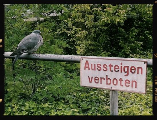 View out of Train Windows, dove is sitting on Raimund in front of Green nature. A sign is fixed to the railing „no exit“