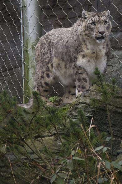A picture of a snow leopard.
