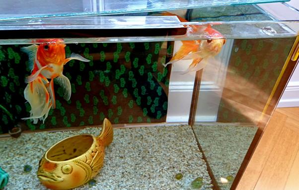 Kuwai und Ginnan gucken mit zu an der Wasseroberfläche