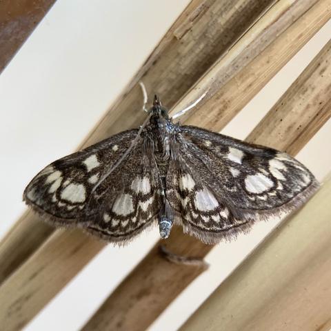 A small 1.5 cm moth on a reed stem. It is flat like a butterfly and dark grey/black with white splodges, which gives it an almost magpie-like quality.