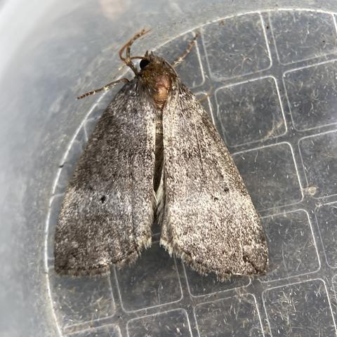 Overhead shot of an old and faded triangular moth with its wings folded in a tented position over its abdomen (ie not flat like a butterfly.  It is a dull grey with a darker grey shading across the middle and near the bottom.  it has two small black dots on each wing