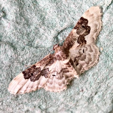 A small flat 1cm moth on a grey egg box.  It holds its wings outstretched side to side. It is an off-white with black or dark grey cloud shaped markings that extend from the middle of the top wing edge and run down to the abdomen, over, and back up the other side in a U shape.