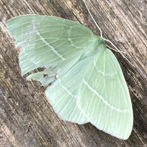 An old and battered small emerald moth on a wooden table.  it is about 3cm wide.  It is largely an arc or semi-circle shape and flat.  It is a matte emerald green colour with a thin white line extending left and right.  Its underwings that show a little have a few nicks taken out of it. It is not in pristine condition, but perfectly fine.