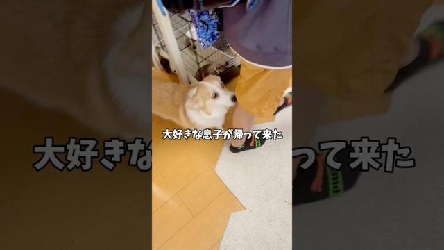 ココちゃんが嬉しさMAXになった時に出るレアボイス😆 #コーギー #コーギー多頭飼い #犬と子供 #ココちゃんファミリー #犬のいる暮らし
