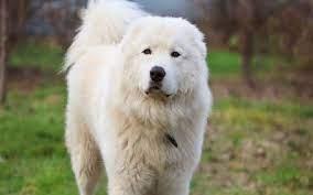 A white fluffy Maremma Sheepdog in a green field.