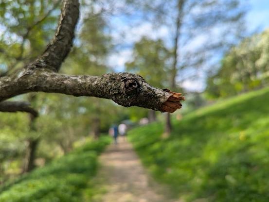 A close-up shot of a broken tree branch extending into the frame from the left. The gnarled knot and splintered end of the branch uncannily resemble a dragon's head, especially with the darker hole near the break resembling an eye socket. The bark is rough and textured. In the softly blurred background, a narrow, unpaved path winds through a green landscape with trees and foliage on either side. A few indistinct figures can be seen walking on the path further in the distance. The sky above is hazy blue with some white clouds.