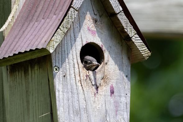 Baby bluebird poking his face out of a hole in a nesting box.