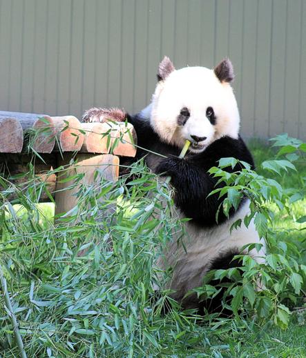 Giant panda Qing Bao is standing next to a wooden platform with her right paw on the platform and holding a stalk of bamboo to her mouth with her left paw. She is surrounded by bamboo.