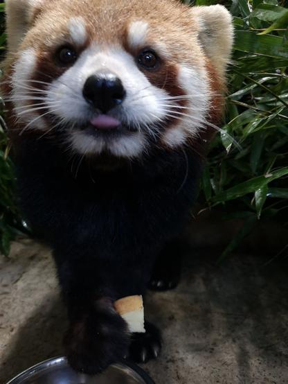 A picture of a Red Panda.