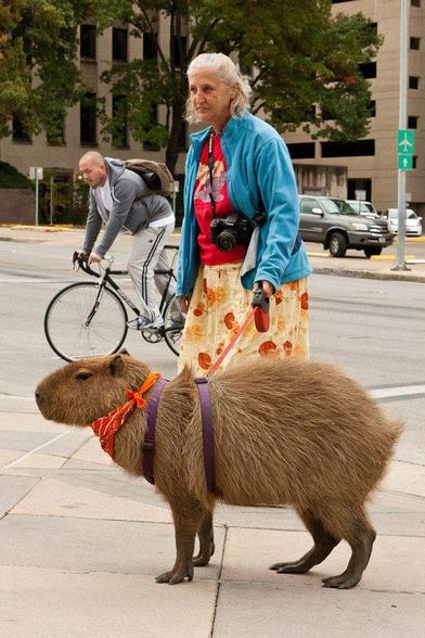 Imagen de un capibara